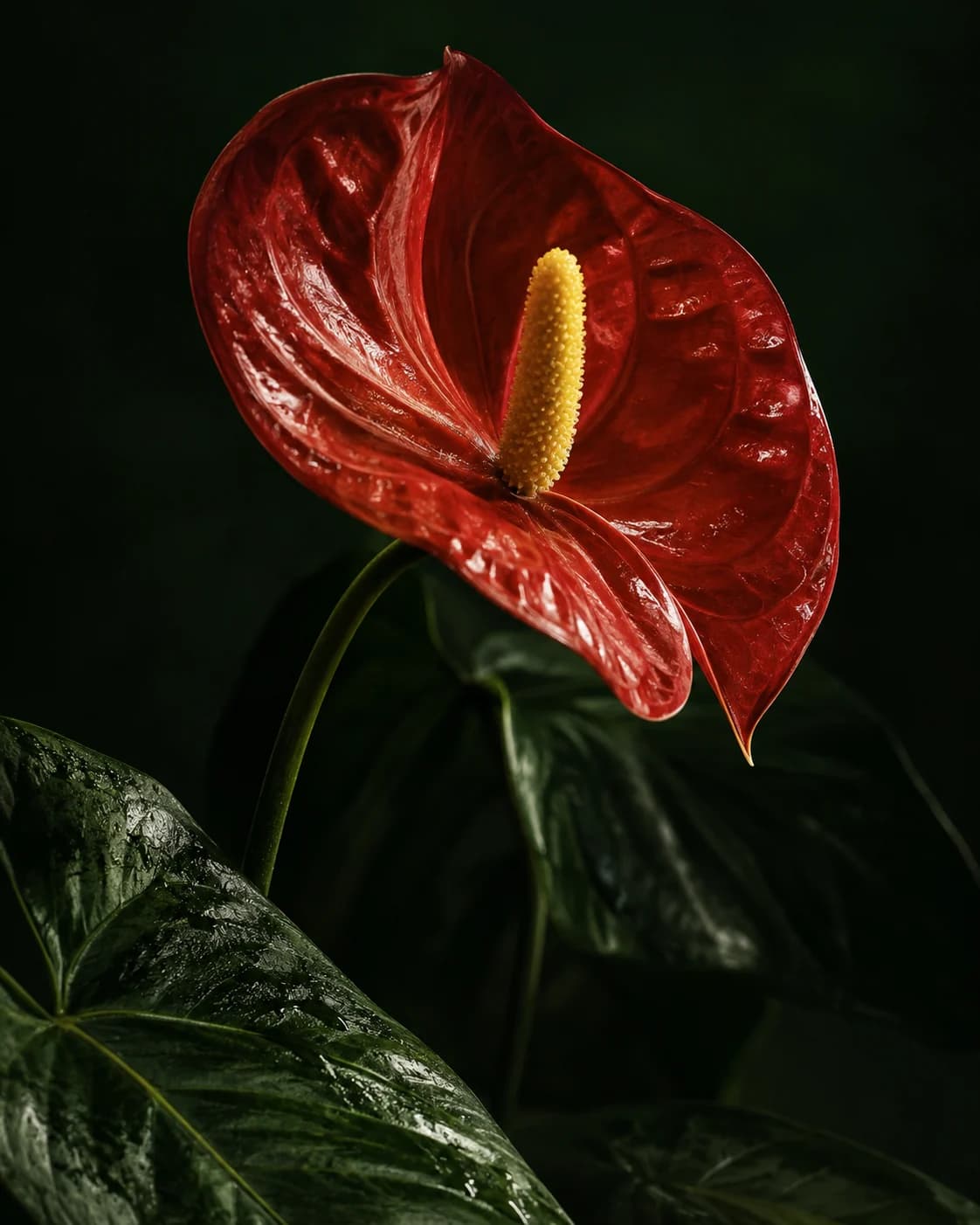 A sculptural scarlet anthurium against deep green leaves